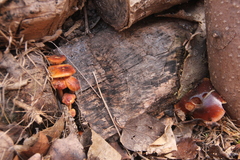 Flammulina velutipes