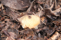 Flammulina velutipes
