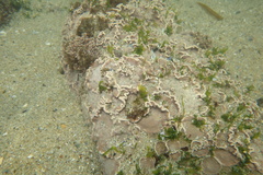 Lithophyllum incrustans