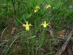 Iris arenaria