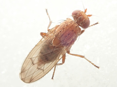 Suillia flavifrons