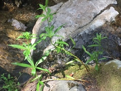 Lilium pardalinum pardalinum