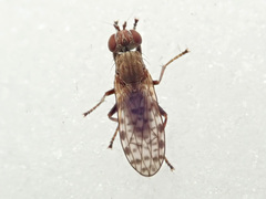 Pherbellia schoenherri