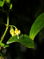 Hoffmannia longipetiolata