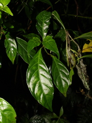 Hoffmannia longipetiolata