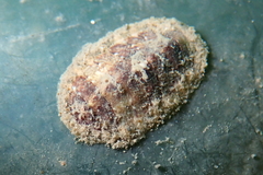 Lepidochitona caprearum