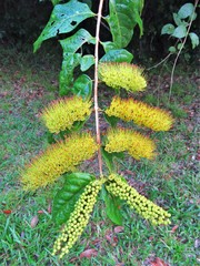 Combretum fruticosum