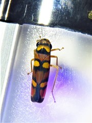 Erythrogonia jucunda