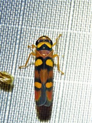 Erythrogonia jucunda