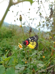 Delias pasithoe
