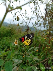 Delias pasithoe
