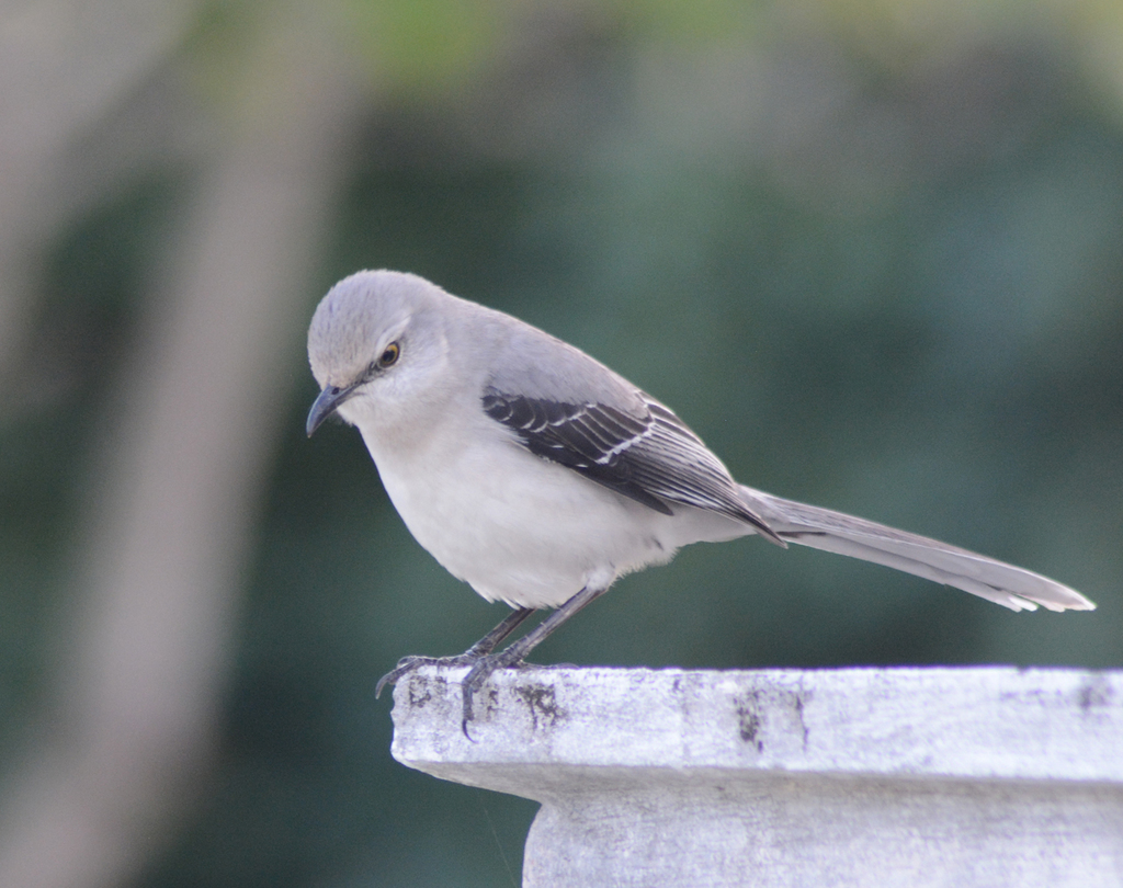 Tropical Mockingbird