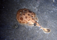 Indonesian Numbfish photo 3