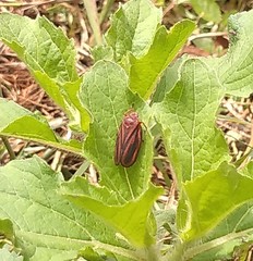 Mahanarva fimbriolata