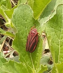 Mahanarva fimbriolata