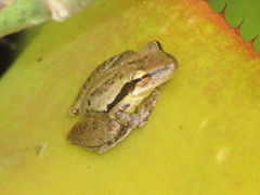 Scinax pachycrus