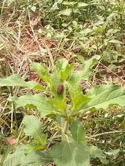 Mahanarva fimbriolata