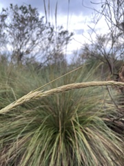 Capeochloa cincta cincta