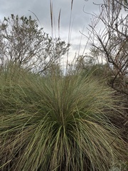 Capeochloa cincta cincta
