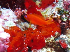 Pseudanthias