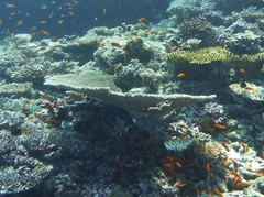 Acroporidae