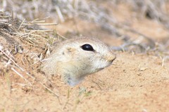 Spermophilopsis leptodactyla