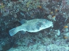 Arothron caeruleopunctatus