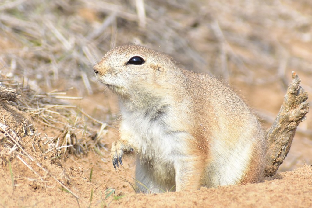 Spermophilopsis
