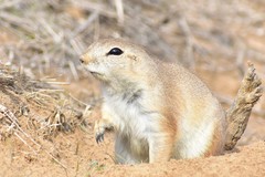 Spermophilopsis leptodactyla