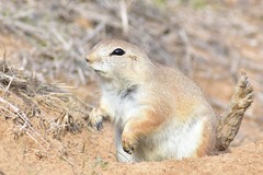 Spermophilopsis leptodactyla