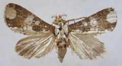 Condica imitata