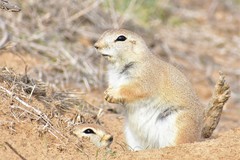 Spermophilopsis leptodactyla
