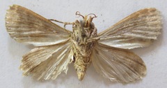 Condica imitata