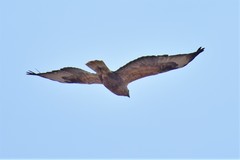 Buteo rufinus