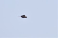 Buteo rufinus