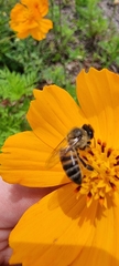 Apis mellifera