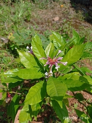 Rauvolfia serpentina