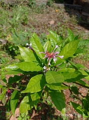 Rauvolfia serpentina