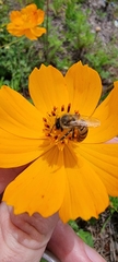 Apis mellifera