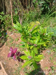 Rauvolfia serpentina