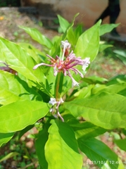 Rauvolfia serpentina