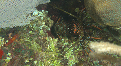 Panulirus guttatus