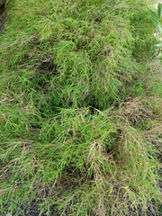 Pogonatherum paniceum