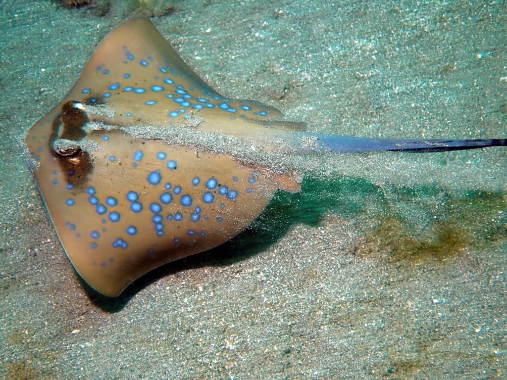 Australian Bluespotted Maskray