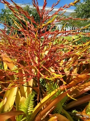 Aechmea blanchetiana
