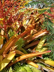 Aechmea blanchetiana