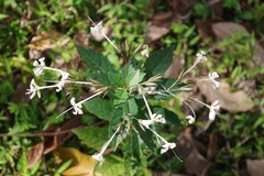 Clerodendrum