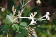 Clerodendrum