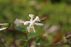 Clerodendrum