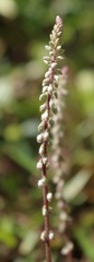 Magnoliopsida
